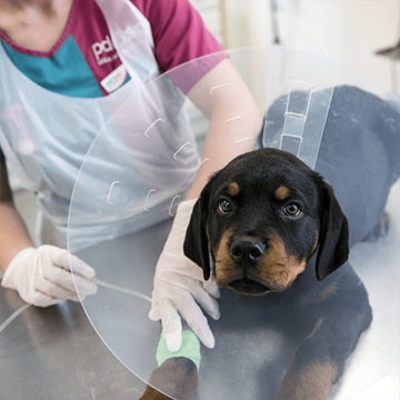 Win £200 - PDSA Raffle - £2 per Ticket
